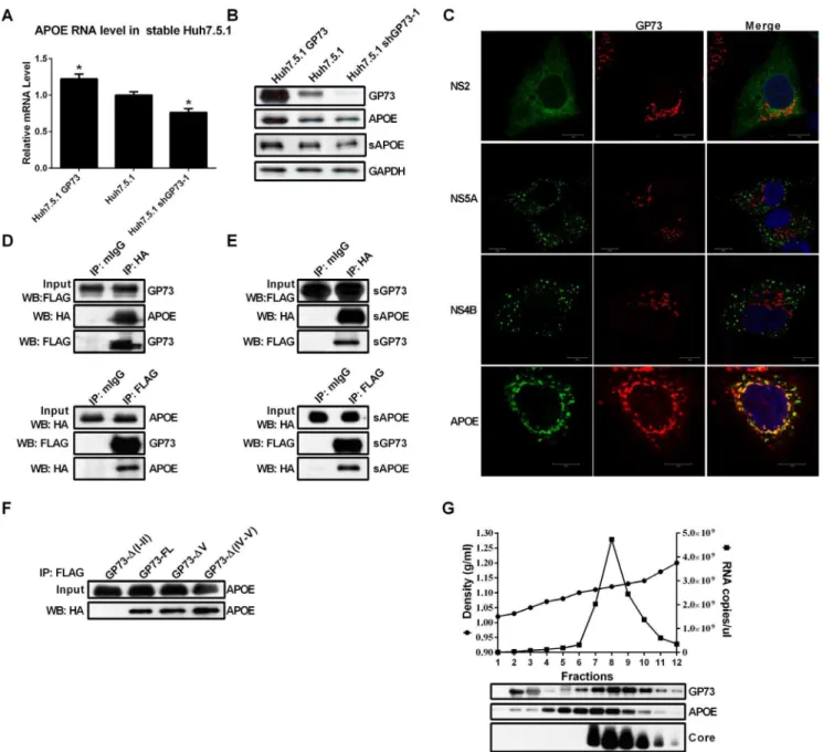 Figure 5. GP73 upregulates APOE and interacts with APOE. (A) APOE mRNA levels in stable Huh7.5.1 cells were quantified using qRT-PCR