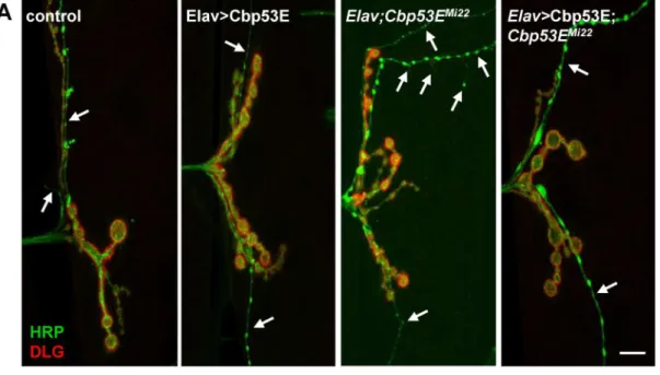 Fig 5. Neuronal expression of transgenic Cbp53E rescues type II/III axon branching defects
