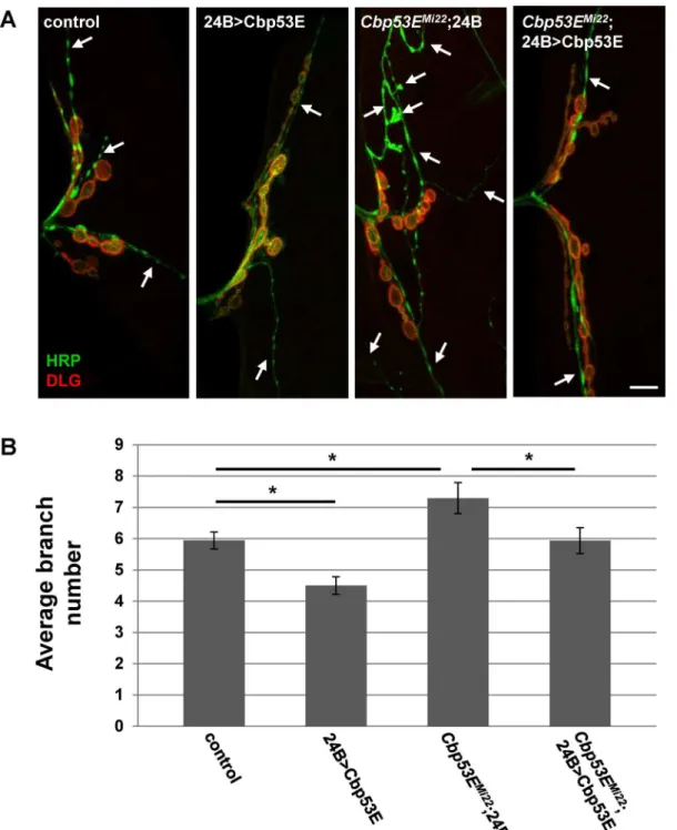 Fig 6. Muscle expression of transgenic Cbp53E rescues type II/III axon branching defects