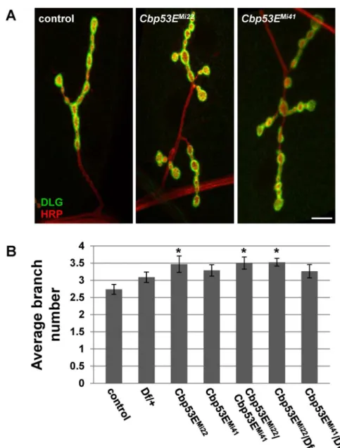 Fig 7. Loss of Cbp53E increases type Ib axonal branching at the NMJ. A) Representative maximum intensity projections of muscle 4 type Ib innervations from the indicated genotypes stained with anti-DLG (green) and anti-HRP (red)