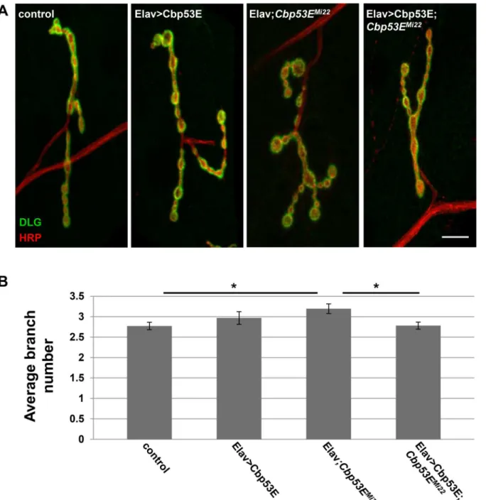 Fig 8. Neuronal expression of transgenic Cbp53E rescues type Ib axon branching defects