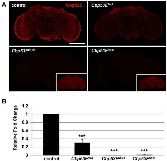 Fig 1. Generation of novel loss of function Cbp53E alleles. A) A Minos transposable element in the 3 0 portion of the CBP53E locus was mobilized to generate 3 new alleles with reduced Cbp53E expression in the adult brain