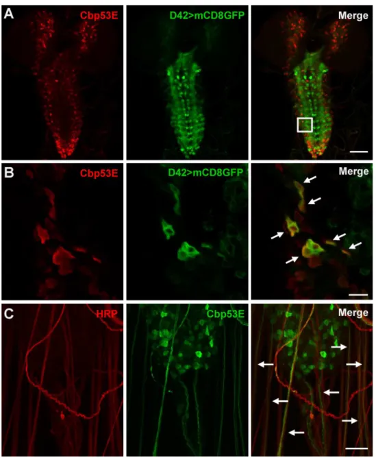 Fig 2. Expression of Cbp53E in the larval brain. A) Representative maximum intensity projection of a third instar larval brain from animals expressing UAS-mCD8GFP (green) from a D42-GAL4 motor neuron specific driver