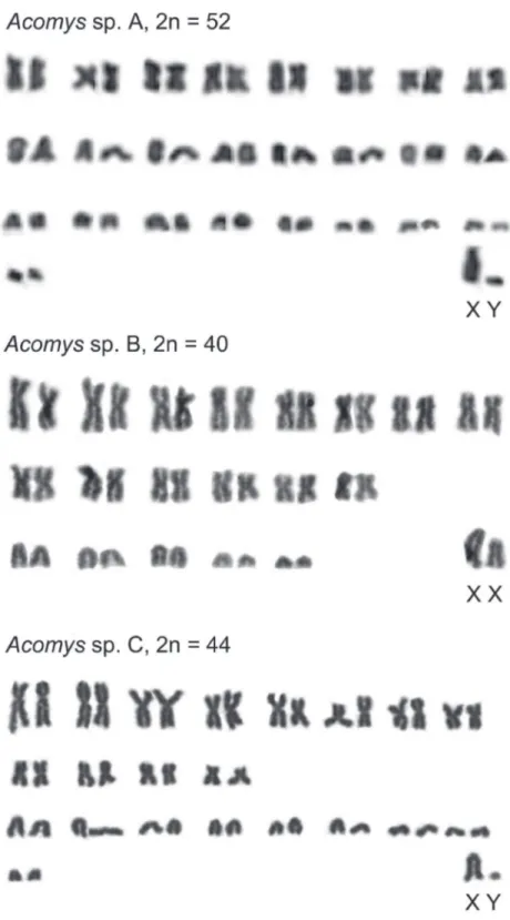 Figure 1. Karyograms of Ethiopian Acomys spp. A – Amjale, B – Bermil, C - Babille.