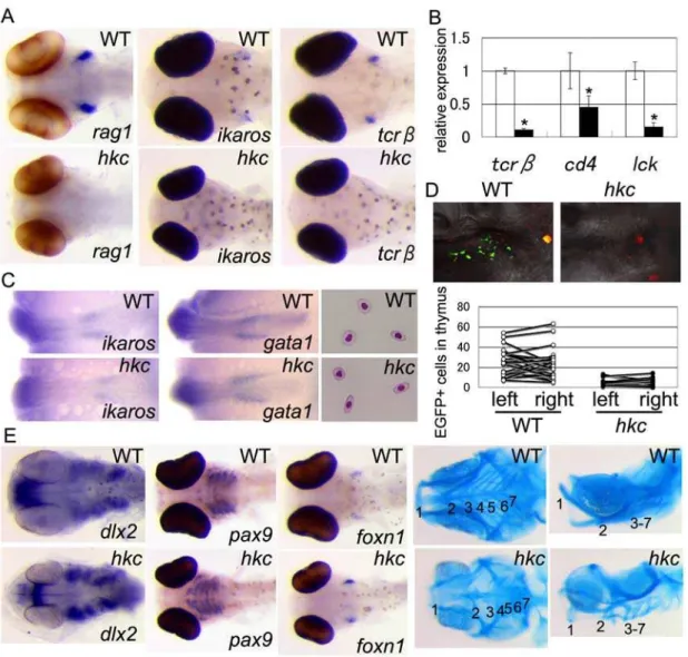 Figure 1. hkc is defective in thymus development. (A) Whole-mount in situ hybridization of 6-dpf wild-type (WT, top) and hkc (bottom) embryos using rag1 (left), ikaros (middle), and tcrb (right) probes