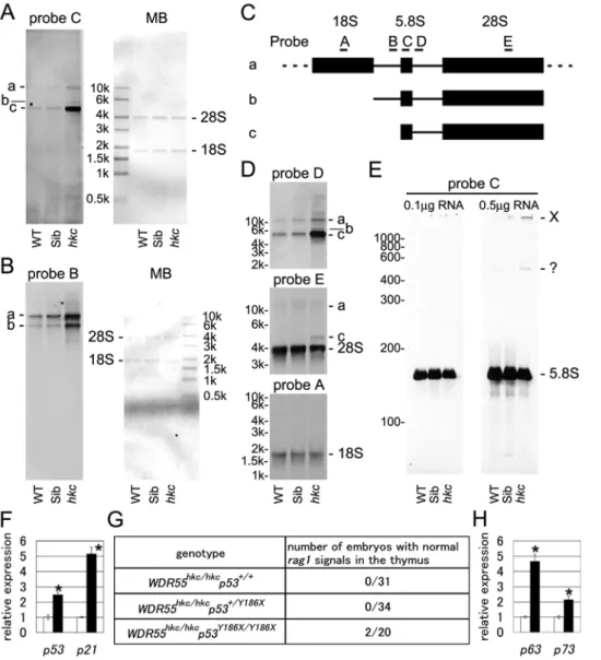 Figure 4. Defective rRNA processing and p53 activation in hkc mutants. (A–E) Detection of rRNA processing intermediates by Northern blot hybridization