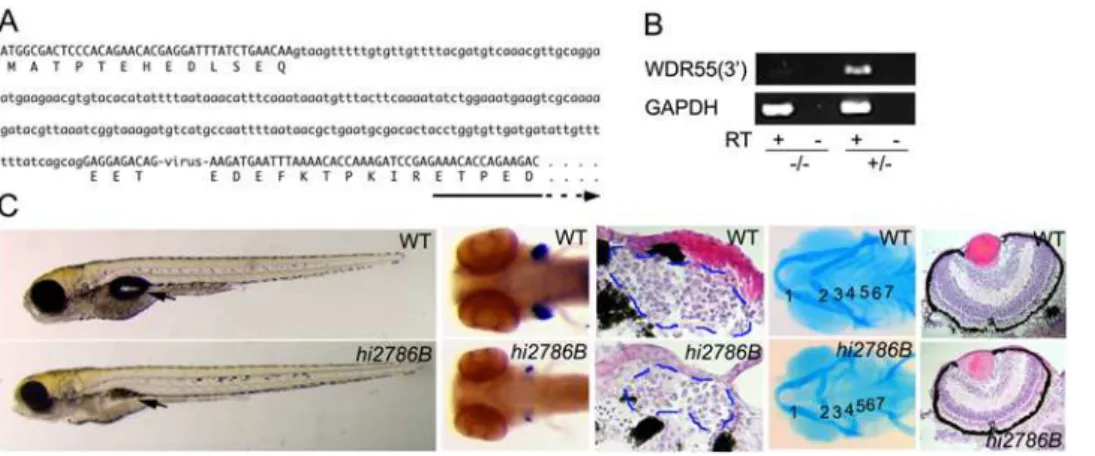 Figure 6. Zebrafish WDR55 mutant shows defect in thymus development. (A) Retroviral insertion in WDR55 locus of zebrafish hi2786B mutants
