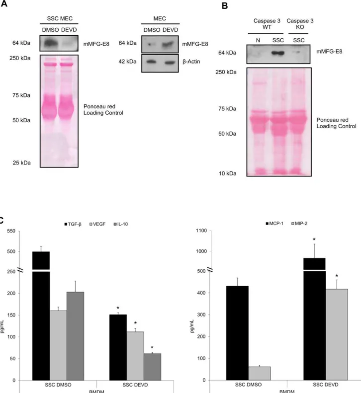Figure 2. Caspase-3 activation is necessary for MFG-E8 release and subsequent macrophage reprogramming