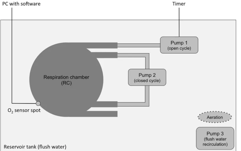 Fig 1. Schematic representation of the experimental setup. The oxygen concentration within the respiration chamber (RC) was continuously monitored using optical fibres connected to oxygen sensor spots