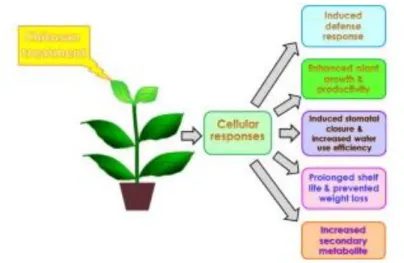 Figure 1 – Chitosan as biostimulant in horticulture (pichyangkura and Chadchawan, 2015) 