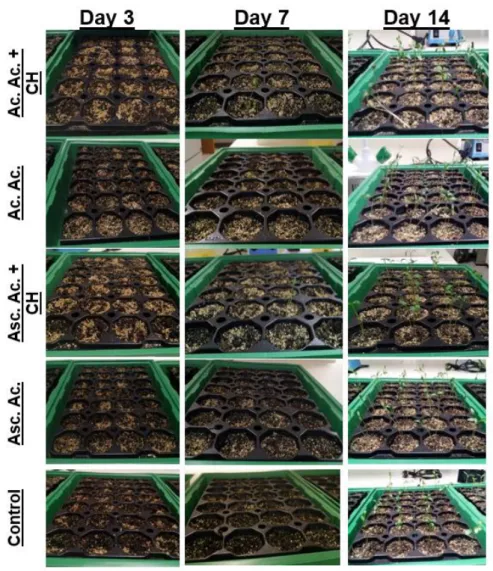 Figure 8 - Seedlings of Coriandrum sativum after 3, 7 and 15 days of culture. 