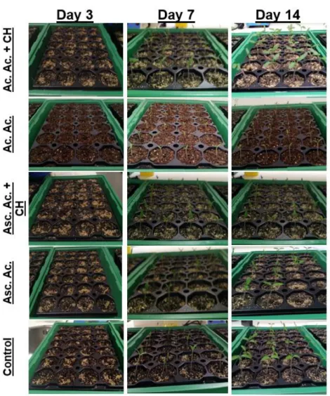 Figure 9 - Seedings of Solanum lycopersicum after 3, 7 and 15 days of culture. 