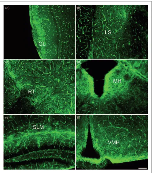 Figure 3. AQP4 immunoreactivity within forebrain regions, 10 images. (a) Glomerular layer of the olfactory bulb (GL)