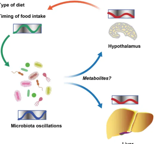 Fig 1. Schematic showing diurnal cross talk between host and intestinal microbiota.
