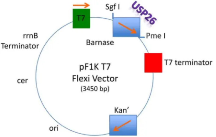 Figure 1. USP26 pF1K and pFN2A GST Flexi Vectors. Adapted from pF1KT7 Flexi Vector map with sequence reference points (Promega: Madison, WI)