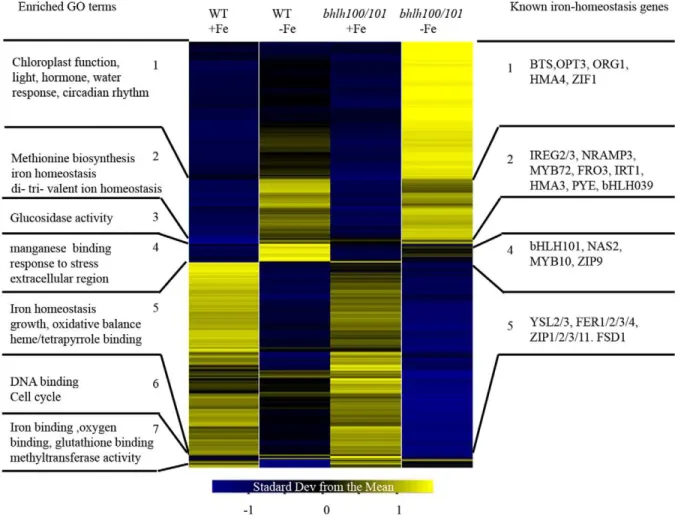Figure 9. Heatmap of differentially expressed genes in roots of wild-type and bhlh100/bhlh101 plants