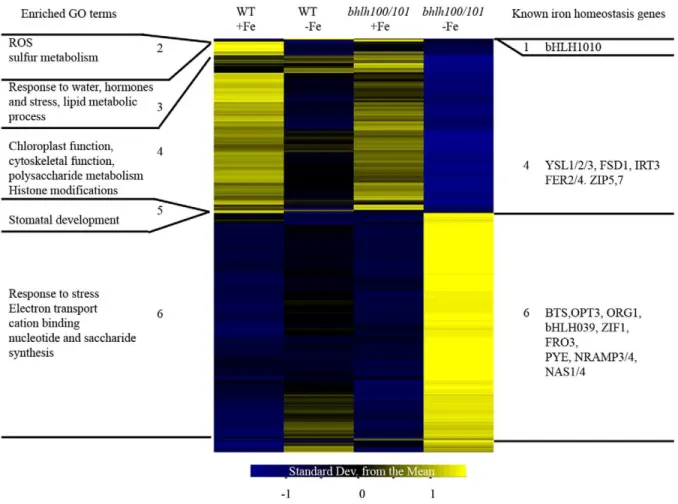 Figure S1 Expression of selected iron-responsive genes in fit-2/35S::FIT:GR plants. 8-day-old plants were grown on 1/2 MS without iron (black) or supplemented with 100 mM Fe (white)