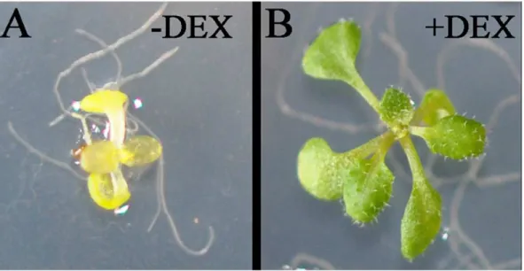 Figure 5C). Consistent with the absence of phenotype under low iron conditions, the bhlh100 and bhlh101 single mutants showed