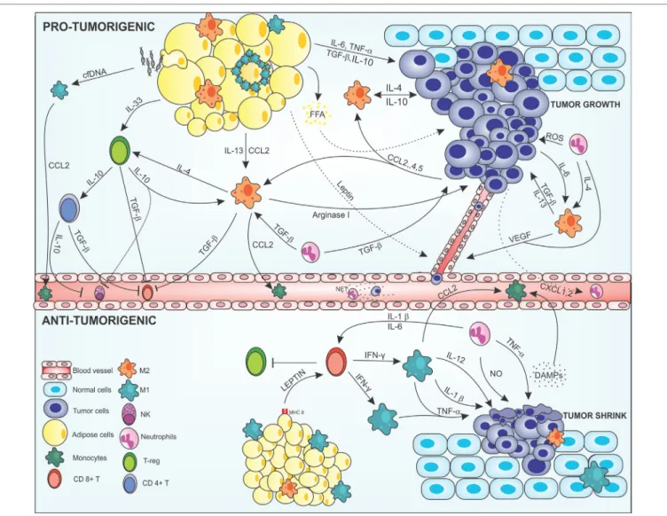 FigURe 1 | Cross-talk between adipocytes, macrophages, and cancer cells modulating the tumor microenvironment