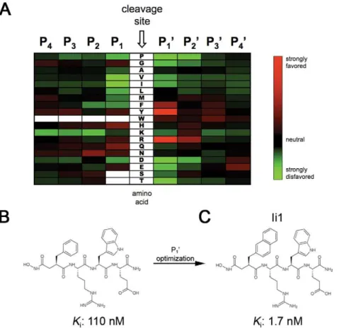 Figure 1. Cleavage-site specificity of IDE and first-generation inhibitors derived therefrom