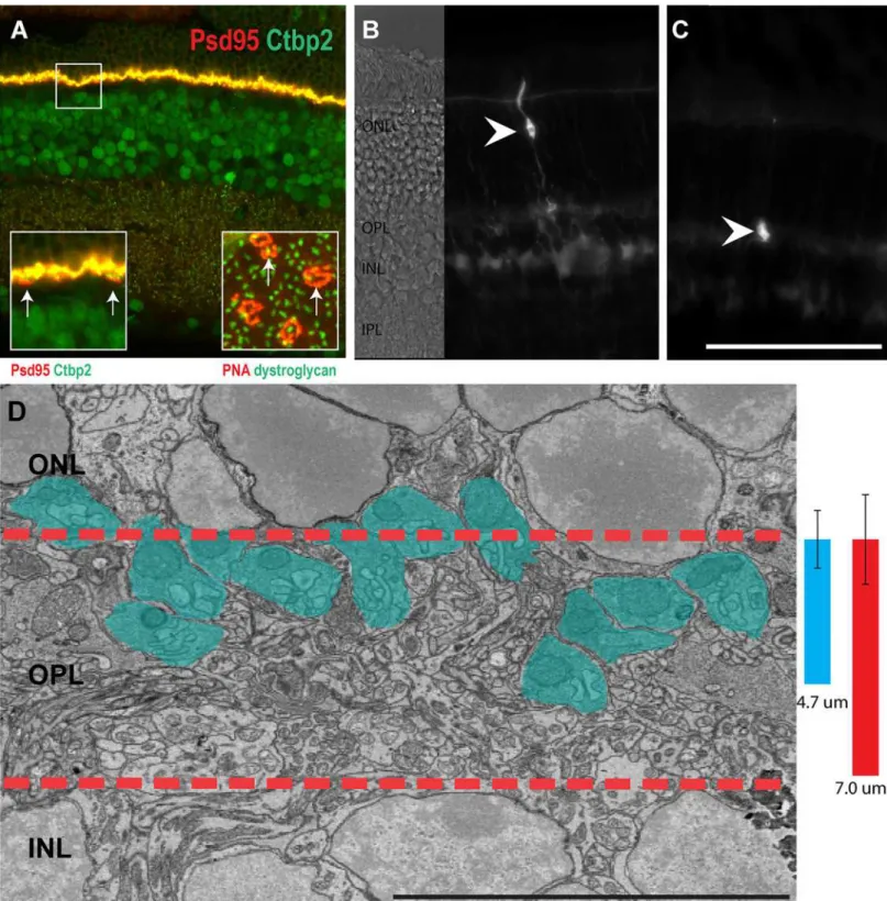 Fig 1. Location of the photoreceptors and their axon terminals. A, Retina stained with PSD95 and CTBP2
