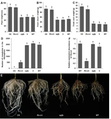 Fig 7. T2 transgenic tomato plants expressing Rs-crt dsRNA showed improved resistance to Radopholus similis