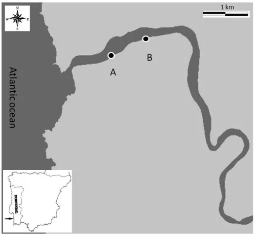 Fig. 1. Map of the study area: Mira Estuary (Portugal) and sampling sites (A and B).