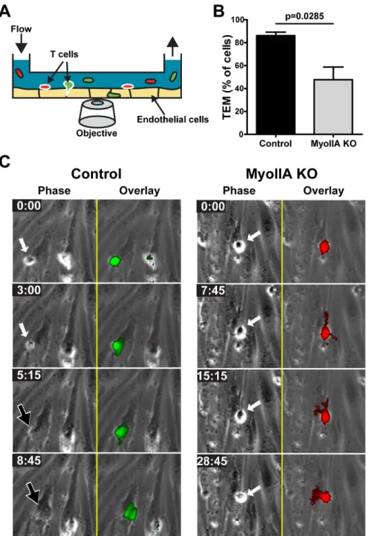Figure 2.   MyoIIA deficiency in activated T cells causes defects in trans-endothelial migration (TEM) under flow