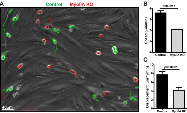 Figure 3.    Lack of Myosin-IIA impairs T cell motility on endothelial monolayers.    Fluorescently-labeled  control  (green)  and MyoIIA KO (red) T cells were perfused onto endothelial monolayers under flow and imaged by time-lapse fluorescence microscopy