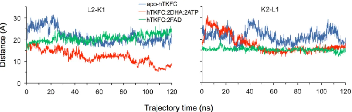 Figure  11. Estimation of  the closure  of  the active sites  of hTKFC and  its  complexes  with kinase  or  cyclase substrates during the simulated trajectories