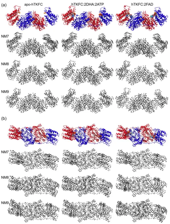 Figure 2. Porcupine representation of the first three non-trivial normal modes NM7–NM9 for the apo  form of hTKFC and its complexes  with kinase or FMN cyclase substrates