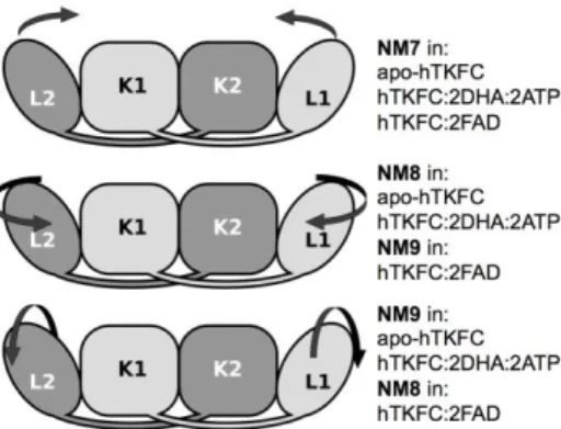 Figure 3. Schematic interpretation of the major movements contained in non-trivial normal modes  shown in Figure 2