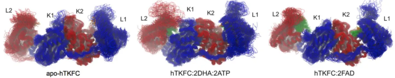Figure 5. Molecular dynamics of hTKFC and its complexes with kinase or cyclase substrates