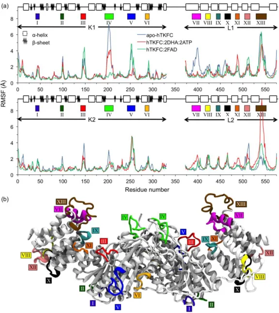 Figure 7. Distribution of mobility in the peptide chains of the hTKFC systems. (a) Root-mean square  fluctuations  (RMSF)  of  Cα  atom  positions  relative  to  their  mean  positions  during  the  20–120-ns  molecular dynamics simulations