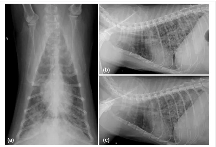 Figure 1  Three-view thoracic radiographs of a 9-year-old male neutered cat taken 3 weeks following the onset of lethargy,  coughing and an episode of dyspnea