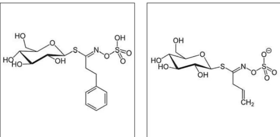 Abbildung 4:  Vaccinium macrocarpon  (Cranberry): Proanthocyanidine (PAC) fi  n-den sich als sekundäre Pfl anzenstoffe  in  großer Menge in Vaccinium macrocarpon.