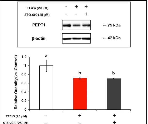 Fig. 4. Effect of CaMKK inhibition on PEPT1 protein expression in Caco-2 cells treated  with  theaflavin- 3’ - O -gallate