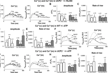 Fig 4. a-c) Ca 2+ transients in UCP2 -/- cardiomyocytes (UCP2) ± 10 and 100 nM Ru360. a) Representative traces of (Ca 2+ )c (left) and (Ca 2+ )m (right), and b-c) Statistical analysis: 10 nM Ru360 (10Ru) had no impact on either (Ca 2+ )c or (Ca 2+ )m trans