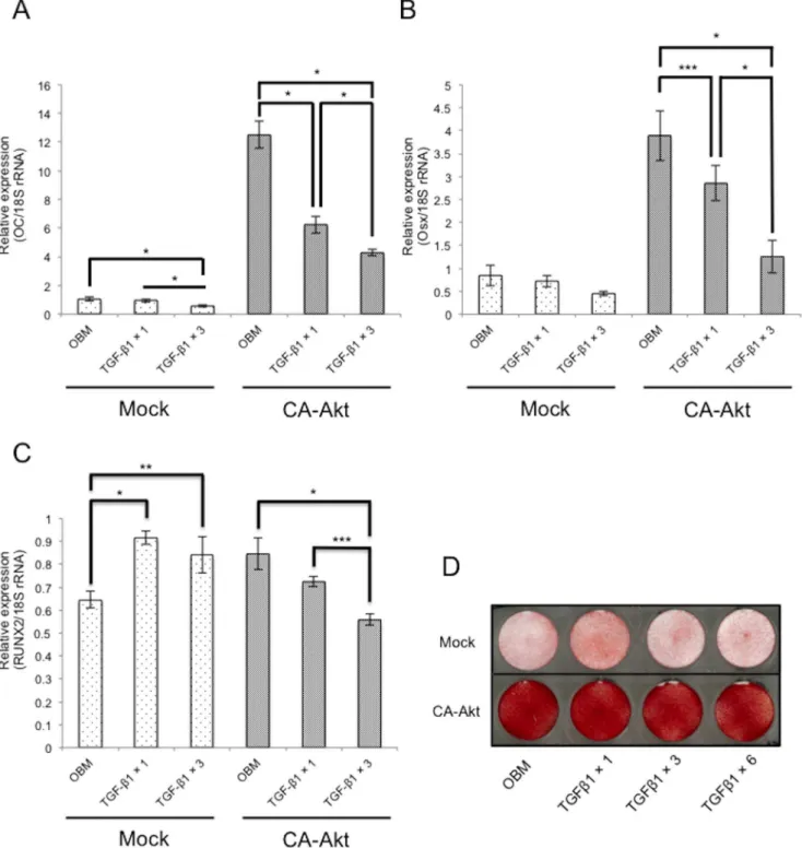 Figure 5. CA-Akt does not prevent inhibition of Osx and Oc expression by TGF-b1. MC3T3-E1 cells were infected with CA-Akt vector or Mock vector, and then cells were treated with or without repeated administration of 0.1 ng/mL TGF-b1 for 72 h