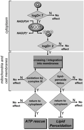 Figure 5. Schematic representation of the requirements for cytoplasmic-mitochondrial electron transfer and ATP rescue.