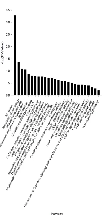 Fig 6. KEGG analysis of piRNAs common to all three cell types (PGCs, SSCs, and Sp cells).