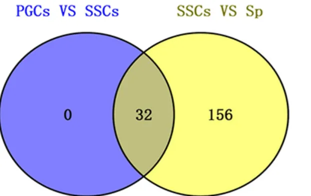 Fig 7. Venn diagram analysis of common different piRNAs in two groups (PGCs vs. SSCs and SSCs vs
