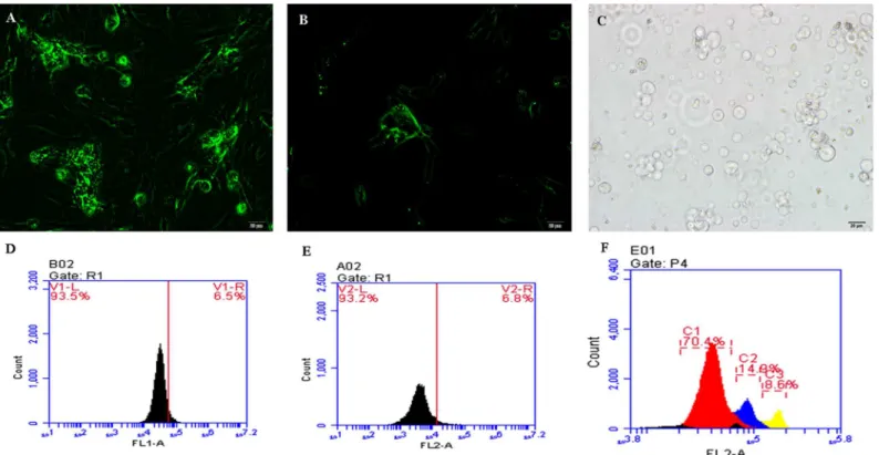 Fig 1. Cell sorting via flow cytometry. (A) The primordial germ cells (PGCs) were identified with a c-Kit antibody marked with FITC (200×)