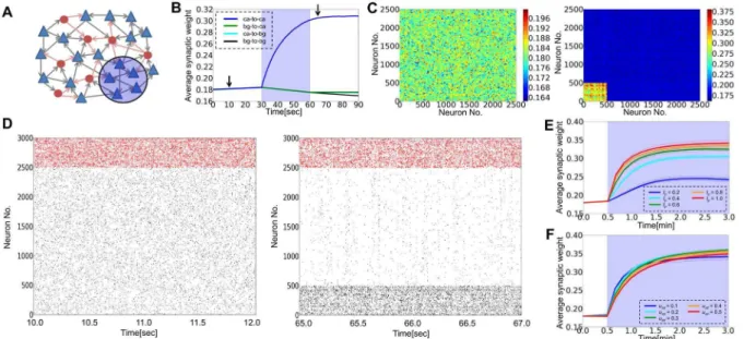 Figure 4A shows the average synaptic weight inside the cell assembly observed after 30 minutes