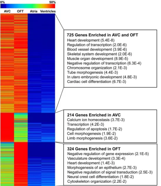 Figure 1. AVC and OFT shared gene expression. Most genes enriched in the AVC were also enriched in the OFT