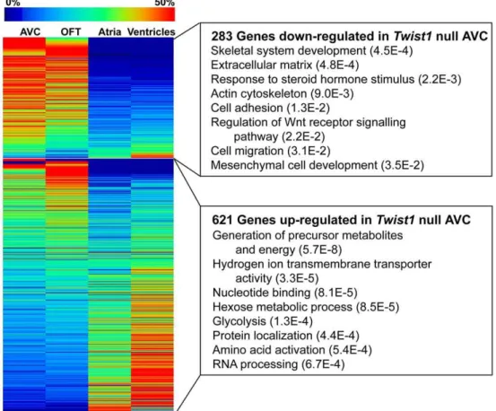 Figure 2. Altered gene expression in Twist1 null AVC. Genes significantly down-regulated (p-value , 0.05) in the Twist1 null AVC are enriched in the wild-type AVC and OFT, while genes up-regulated in Twist1 null AVC tend to be enriched in the atria and ven