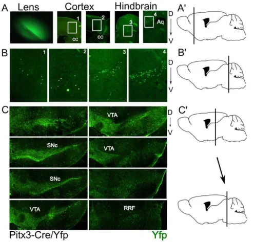 Figure 3. Pitx3-Cre driven expression of eYfp co-localizes with all Th positive neurons