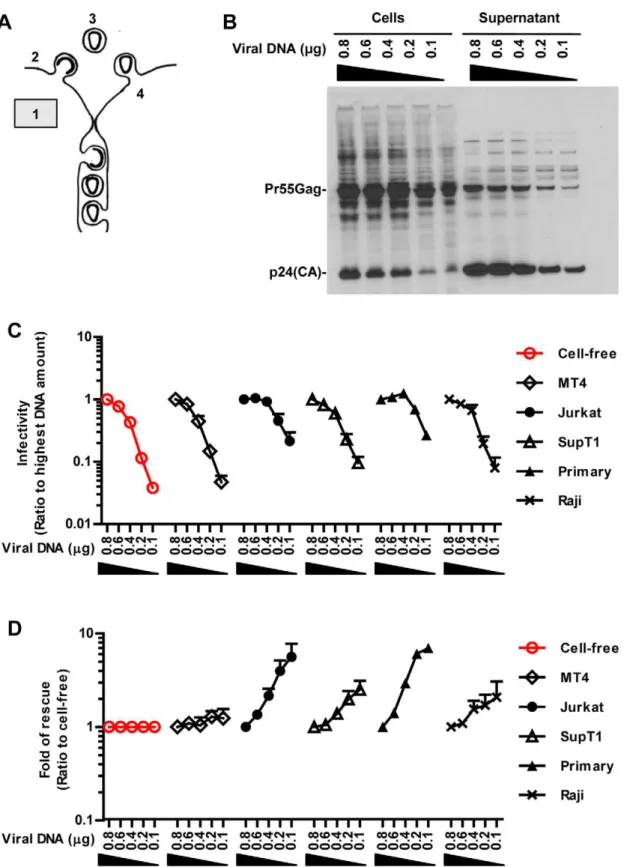 Figure 2. Co-culture can overcome low viral gene expression. (A) A barrier was placed into the cell-free path of HIV by lowering viral gene expression