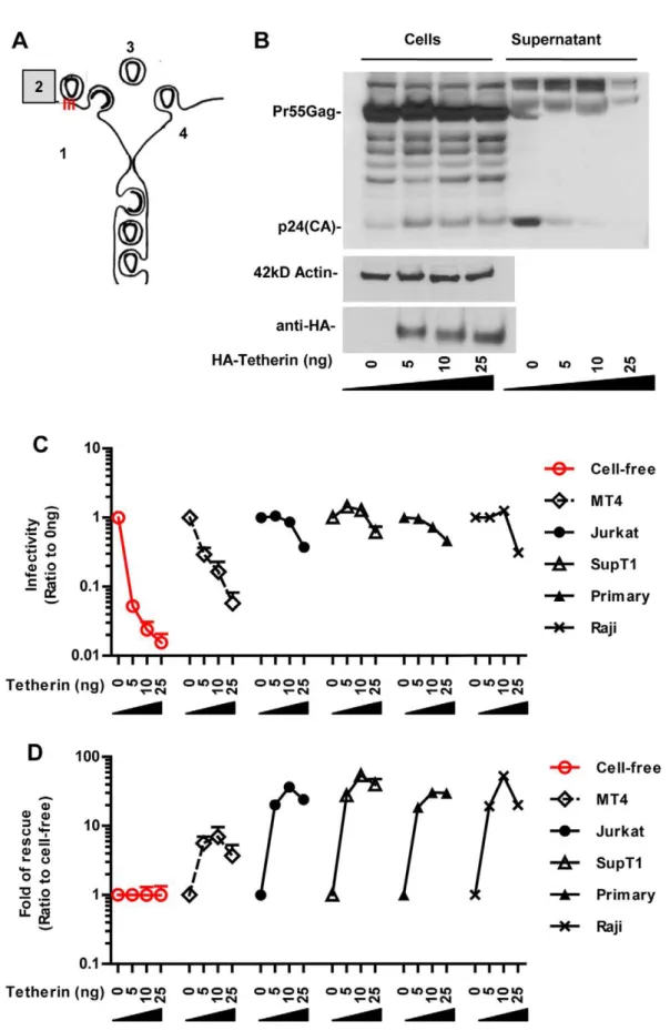 Figure 3. The reduction in release of cell-free HIV Dvpu by tetherin is overcome in co-cultures