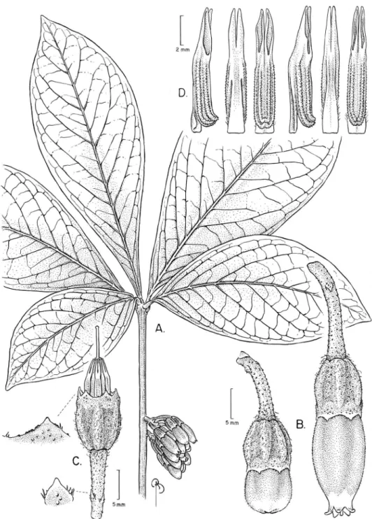 Figure 4. Illustration of Psammisia pseudoverticillata. A Branch with clustered leaves and inlorescence  B Floral bud and mature lower C Flower with the corolla removed to show the stamens arranged around  the style; details of the calyx lobes (above) and 